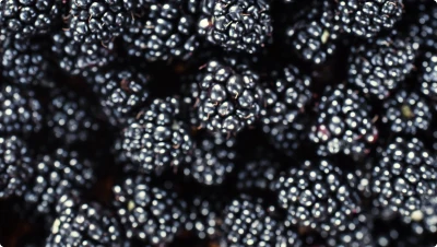 Blackberry Extract