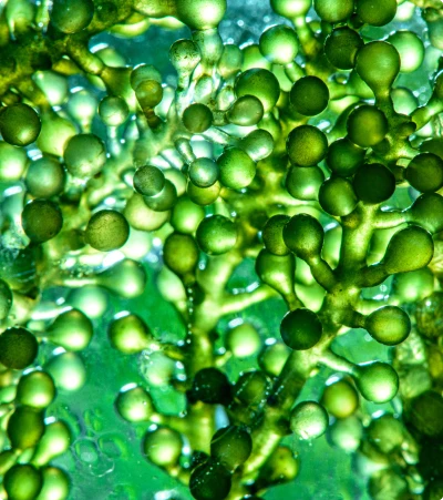 Marine Bioactive